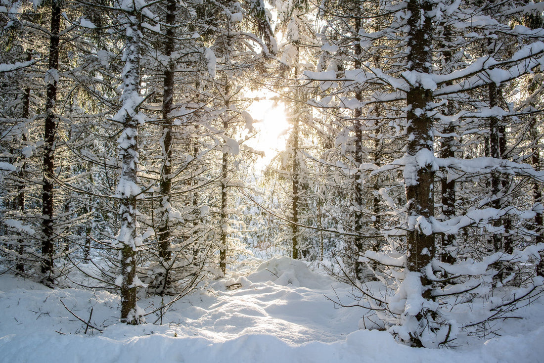 The Story Behind Evelyne of Sweden